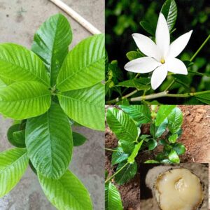 Hing Spice Plant (1.5-3 Feet Height) for Home Garden