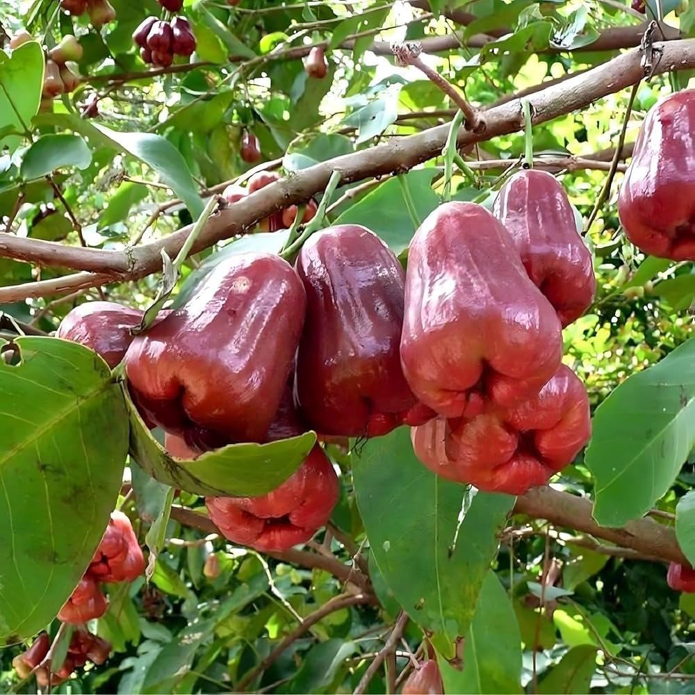 Red Jamrul Grafted Fruit Plant – Exotic Wax Apple Tree for Indian Gardens
