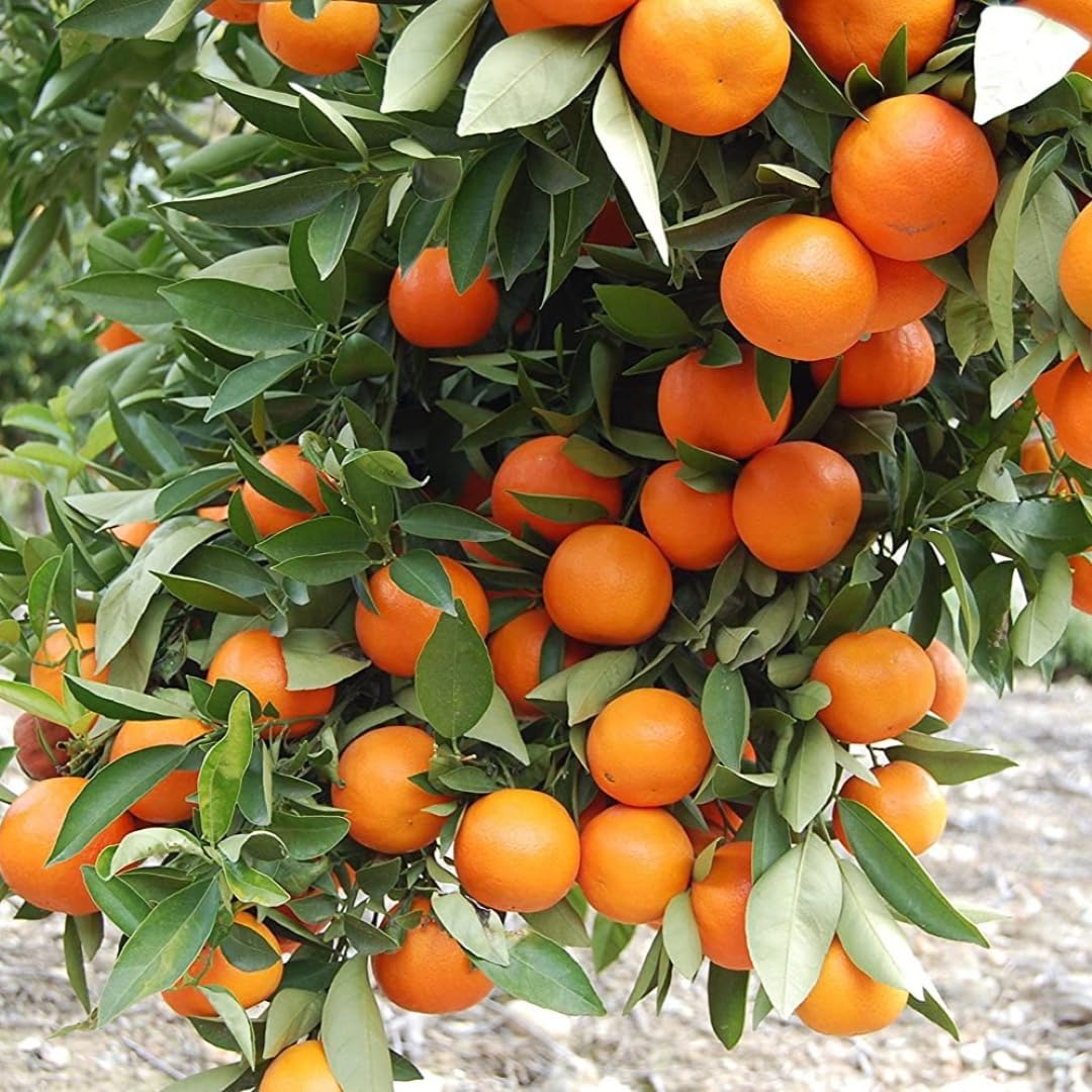 Legacy Sweet Orange Premium Citrus Plant | Citrus × sinensis Hybrid Sweet Juicy Orange Live Fruit Plant for Home Garden - Image 2