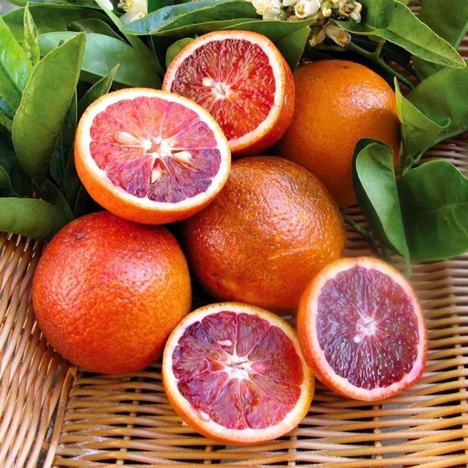 Orange Malta Hybrid Plant | Citrus × sinensis Premium Sweet Malta Orange Live Fruit Plant for Home Garden - Image 4