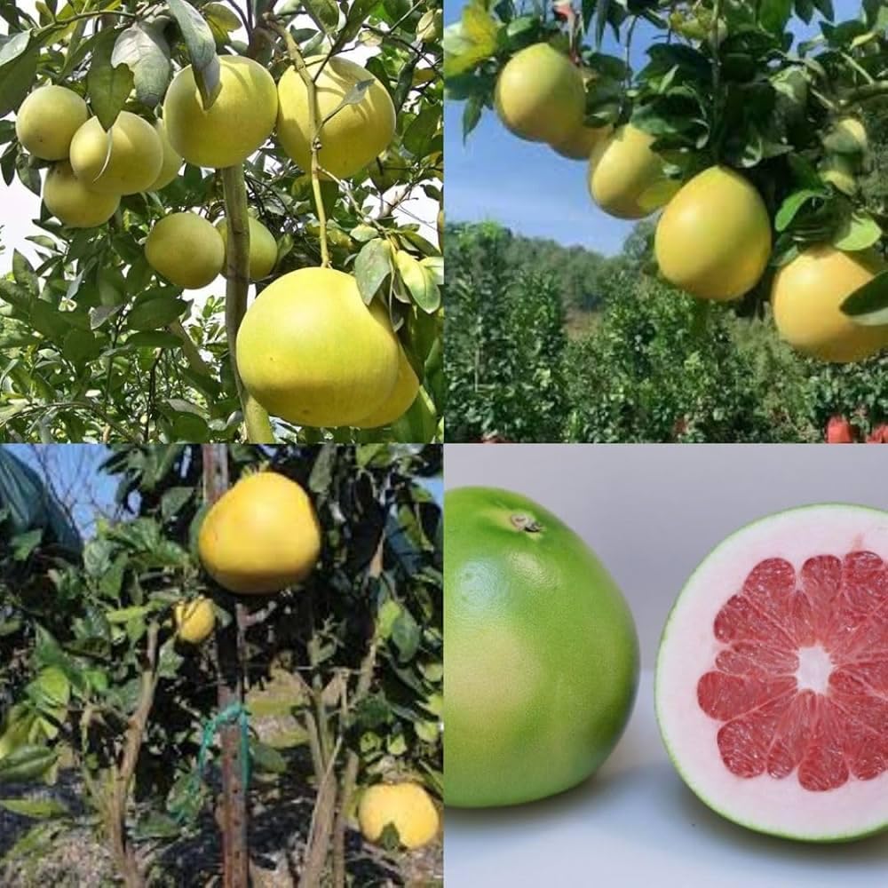 Seedless Pomelo Plant | Citrus maxima Seedless Grapefruit (Jambura) Live Fruit Plant for Home Garden