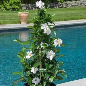 White Mandevilla Flower Plant | Live White Flowering Climber for Home Garden