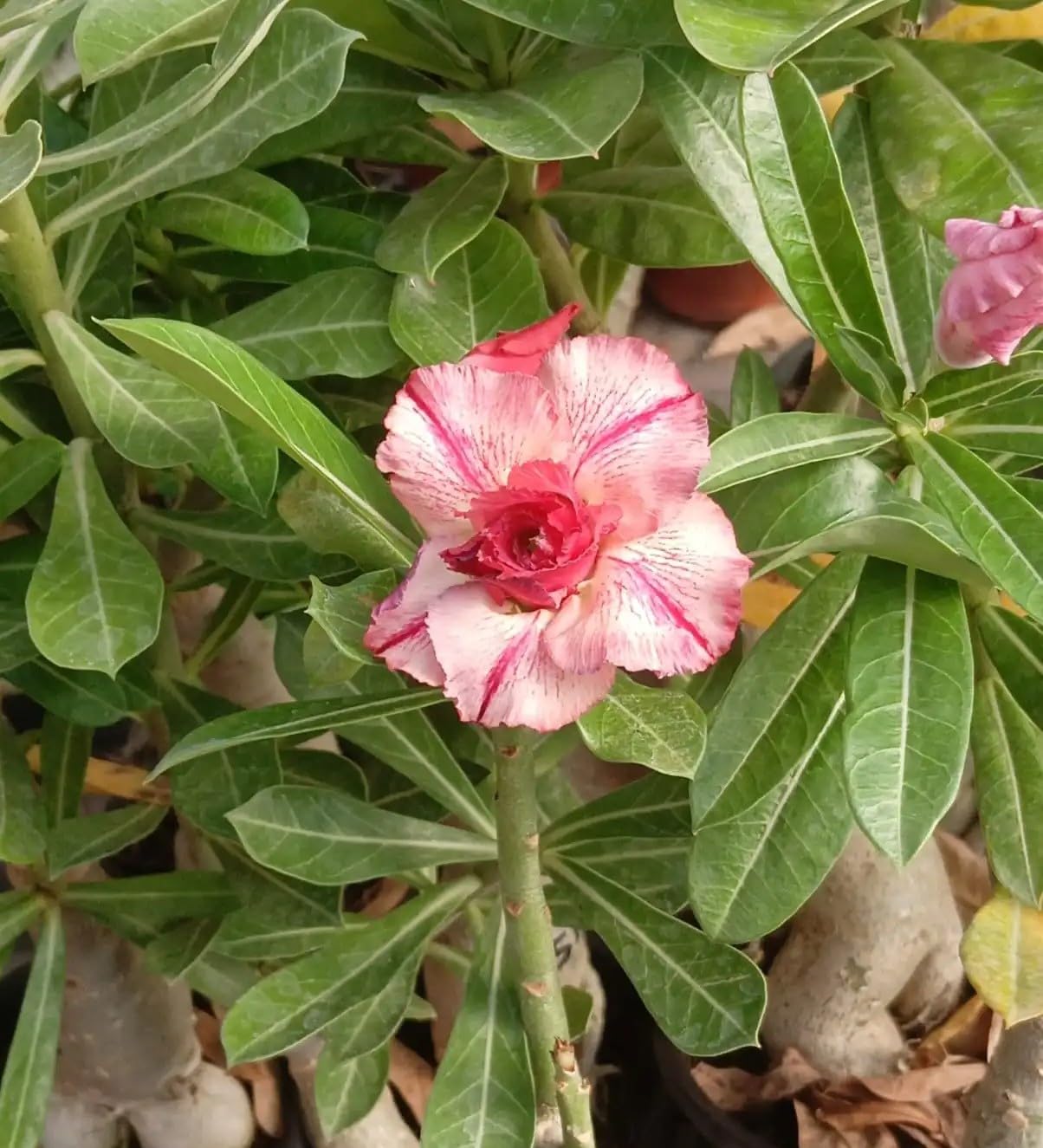Rosey Variety Adenium Obesum (Desert Rose) Plant with Pot | Adenium obesum Premium Flowering Succulent Live Plant - Image 2