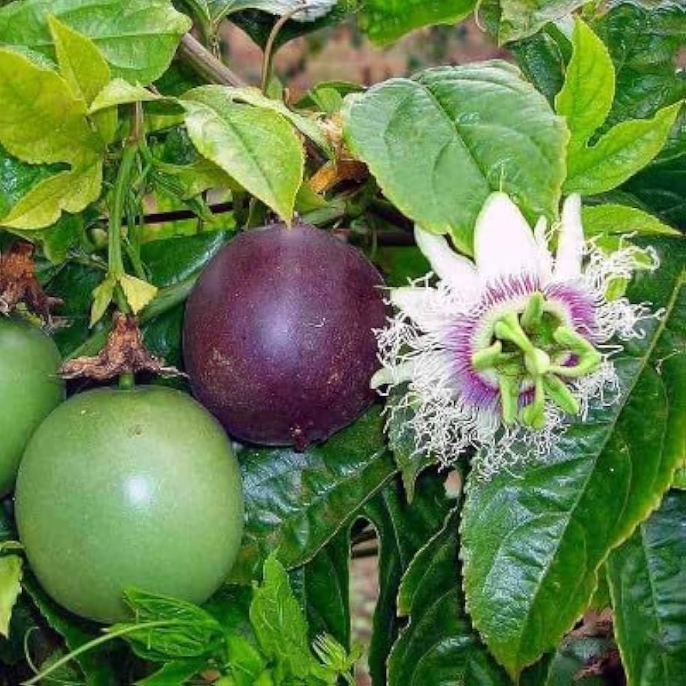 Rakhi Bell Flower (Blue Passion Flower) – A Rare & Exotic Flowering Climber - Image 3