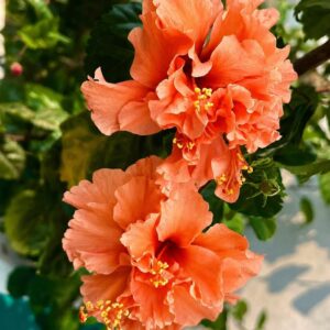 Orange Double Flowering Jhumka Live Plant – For Home Garden