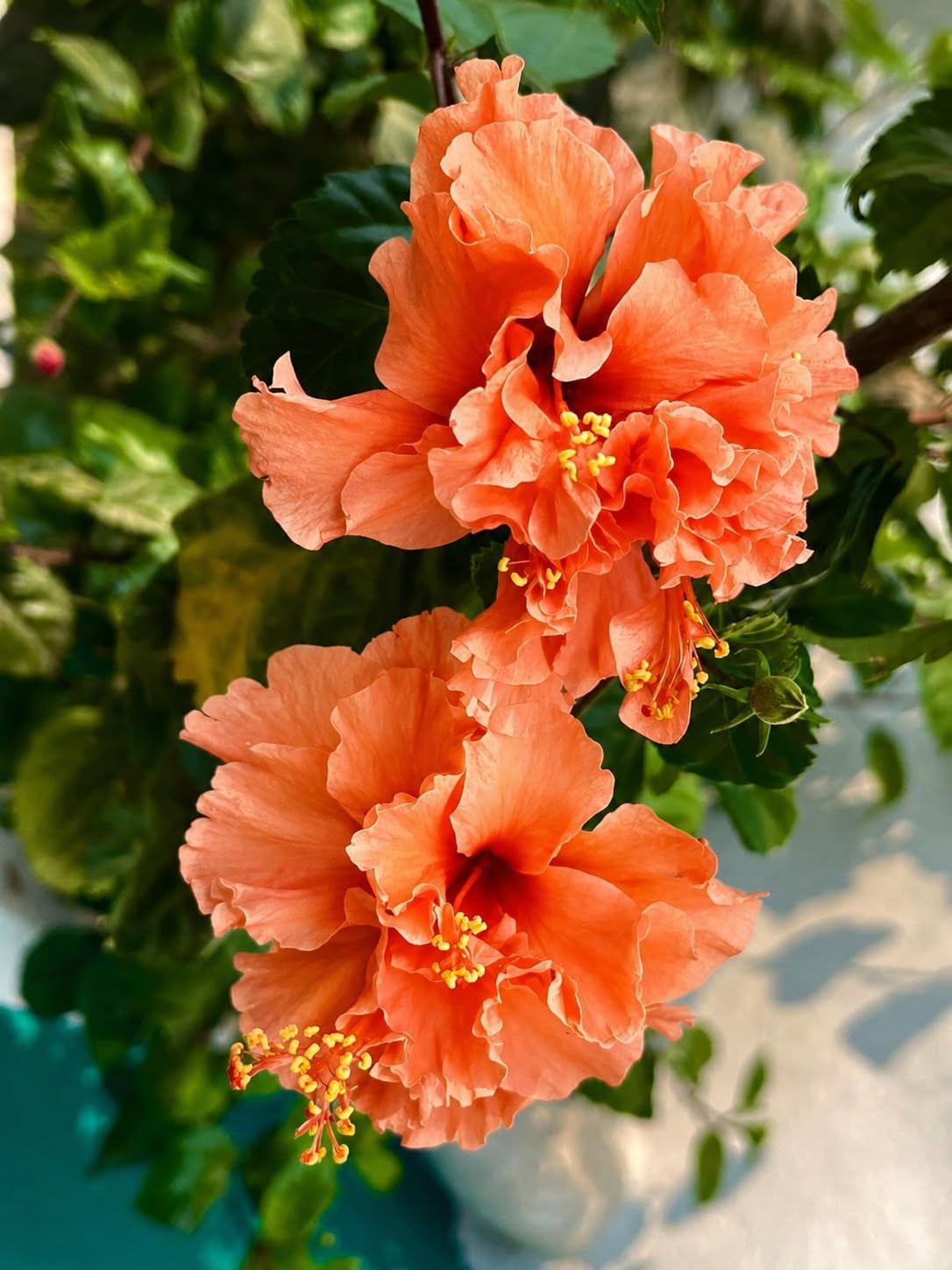 Orange Double Flowering Jhumka Live Plant – For Home Garden