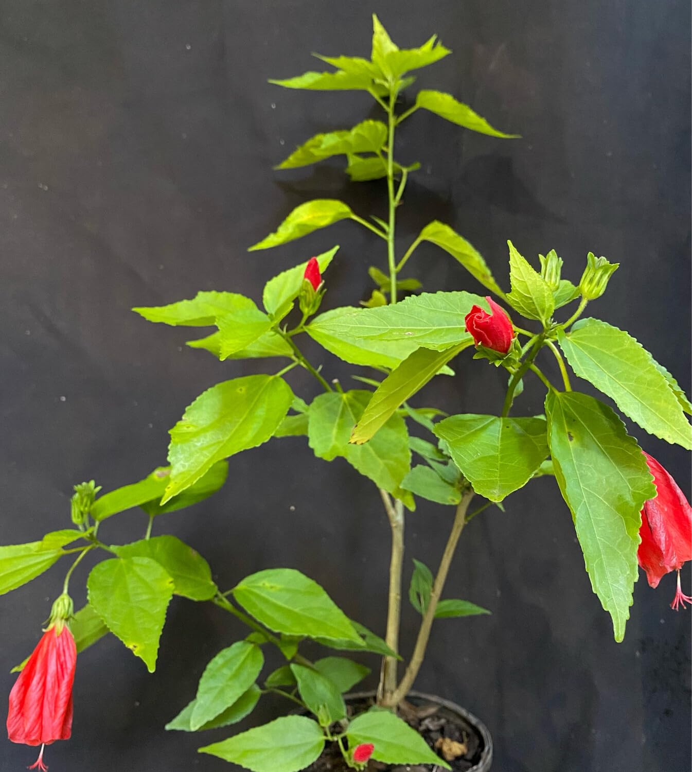 Live Rare Sleeping Hibiscus Plant | Red Mirchi Gudhal Plant | Malvaviscus penduliflorus Exotic Flowering Plant for Home Garden - Image 4