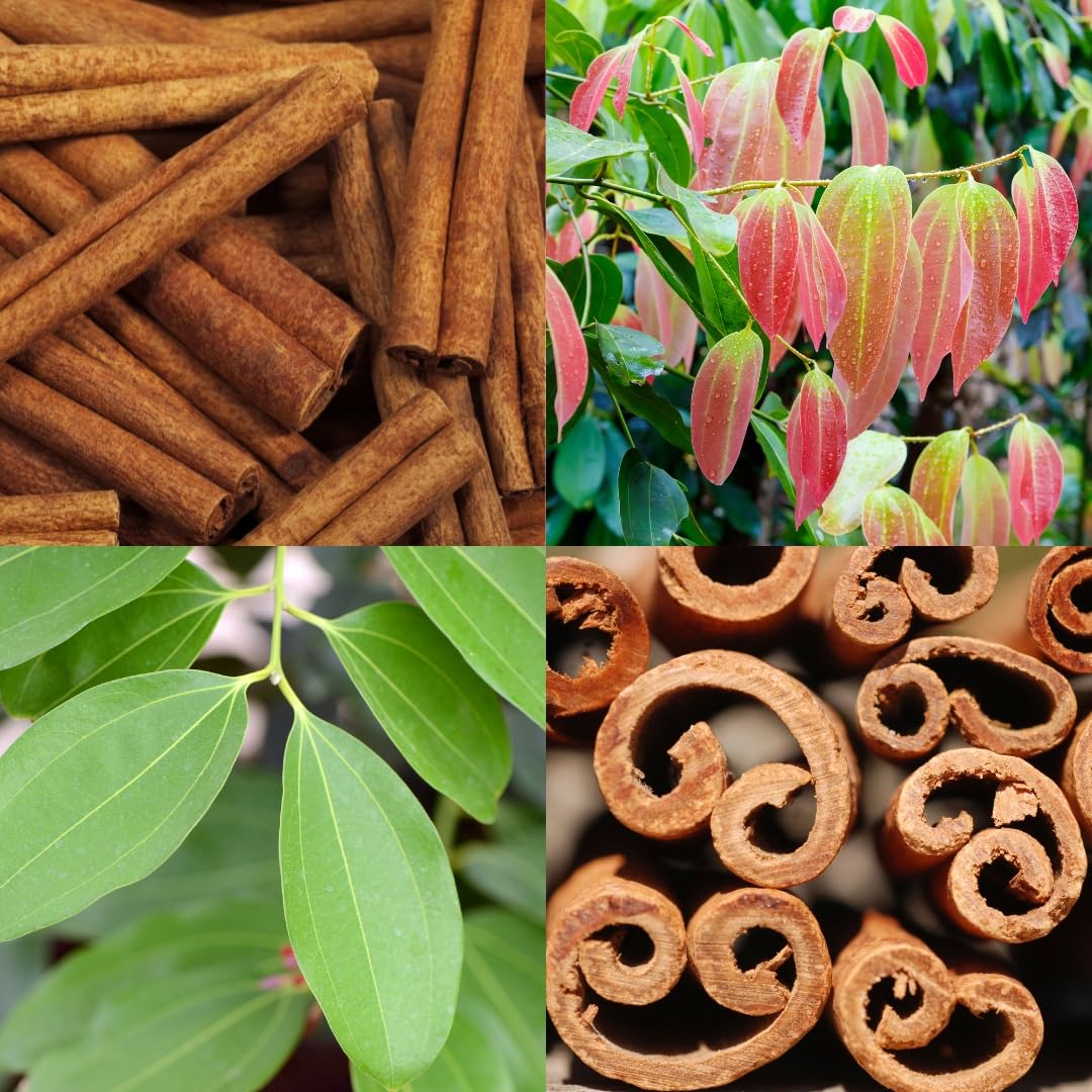 Cinnamon (Karuvapatta) Spice Plant – Premium Aromatic Spice Tree