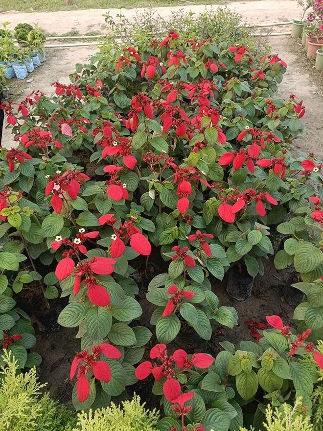 Red Mussaenda Plant | Mussaenda erythrophylla (Ashanti Flag Bush) Live Tropical Flowering Plant for Home Garden - Image 3
