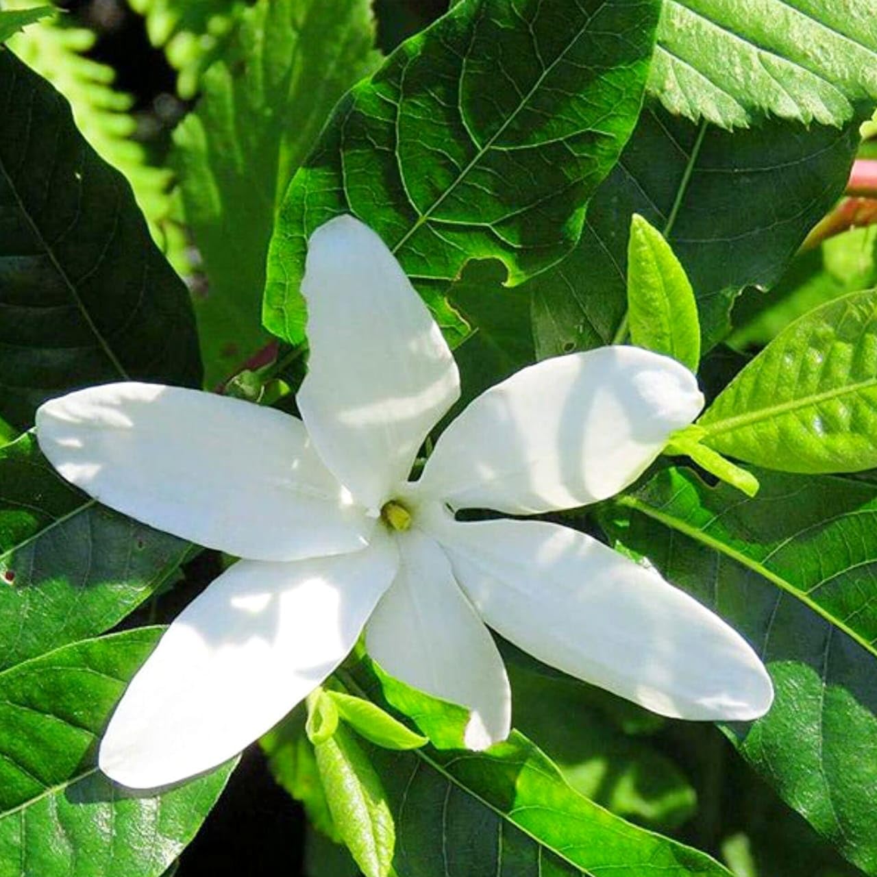 Hing Spice Plant (1.5-3 Feet Height) for Home Garden - Image 2