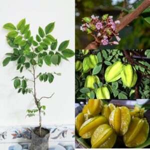 All Time Hybrid Star Fruit Plant | Sweet Carambola Fruit Plant | Live Star Fruit Tree for Home Garden