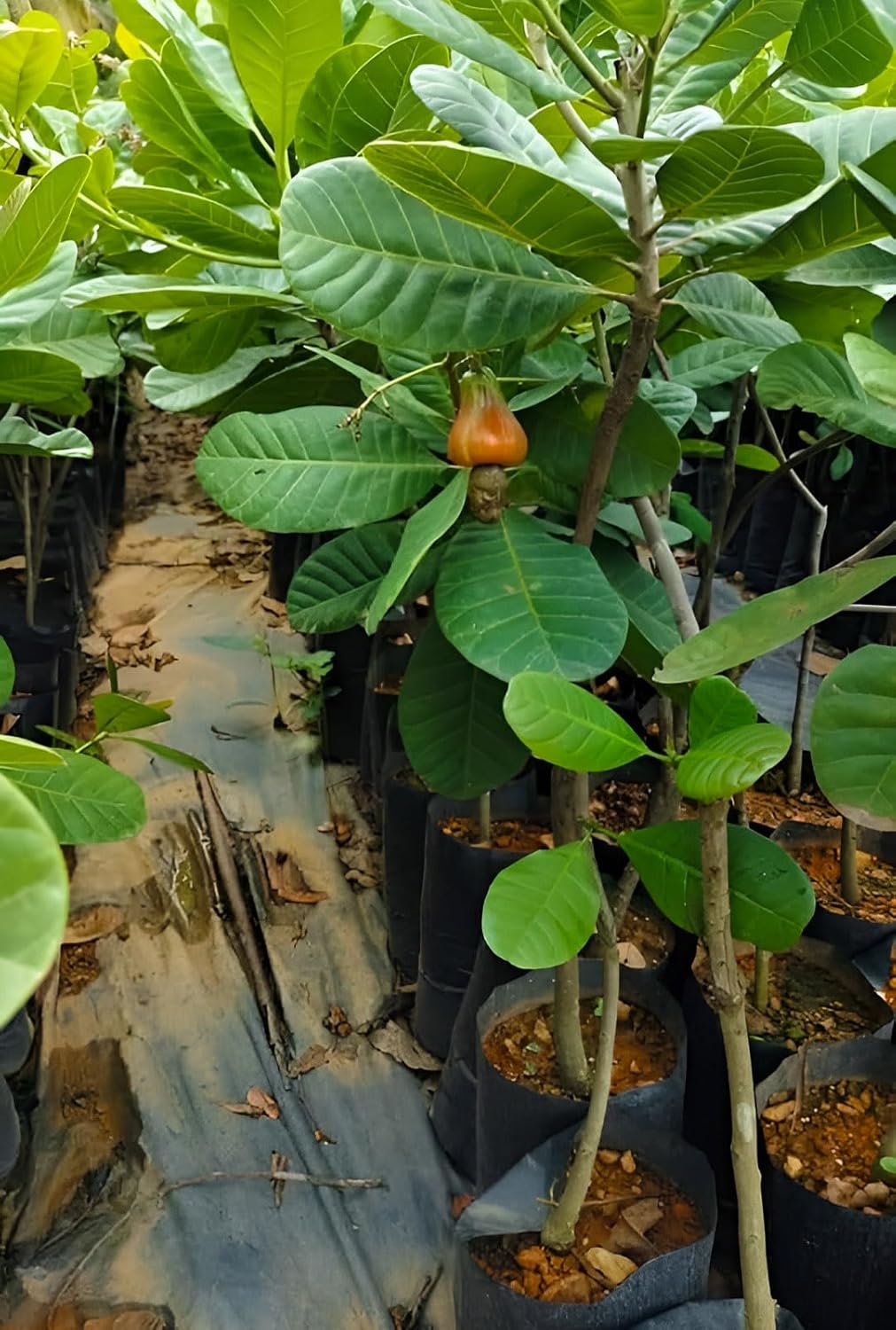 Kaju (Cashew Nut) Fruit Plant | Anacardium occidentale Premium Live Cashew Tree for Home Garden - Image 3