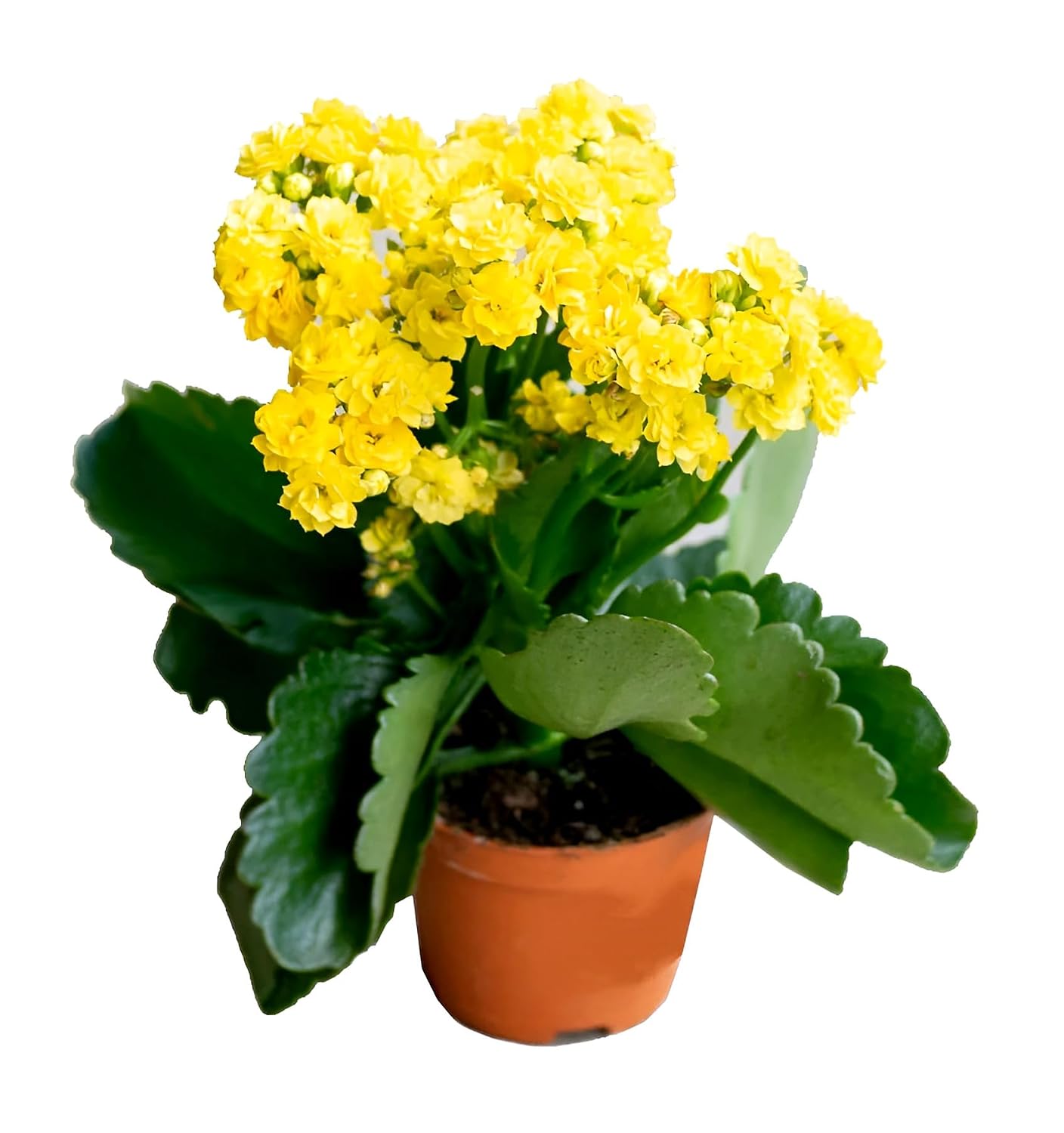 Yellow Kalanchoe Plant – Live Yellow Flowering Succulent with Pot | Indoor & Outdoor Plant - Image 2
