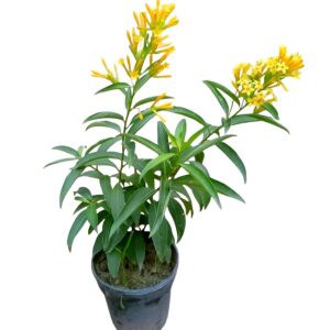 Night Blooming Yellow Jasmine Live Plant | Fragrant Hasnuhana (Raat Ki Rani) Flower Plant for Home Garden