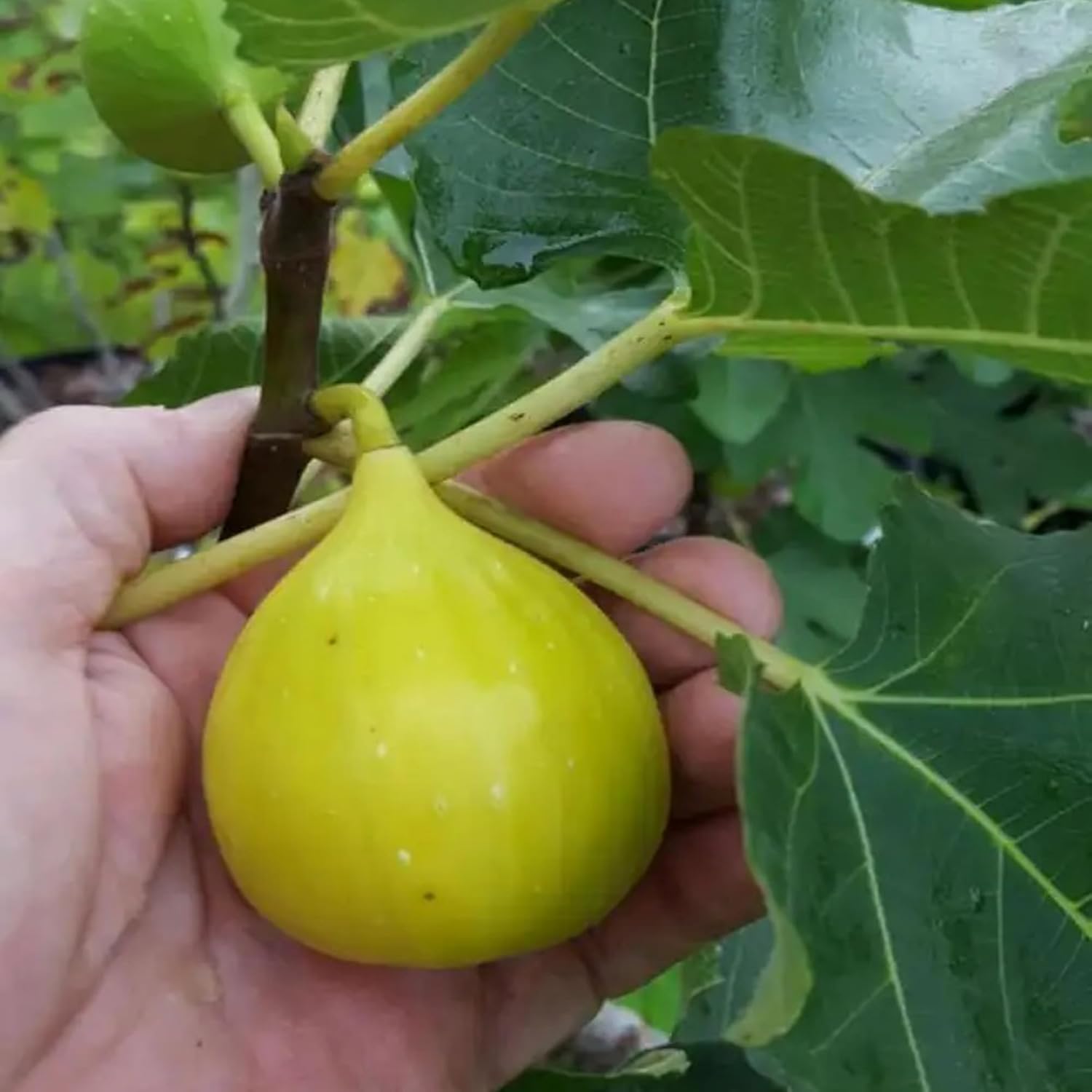 Yellow Fig (Anjeer) Grafted Fruit Plant | Ficus carica Premium Live Sweet Fig Tree for Home Garden - Image 3