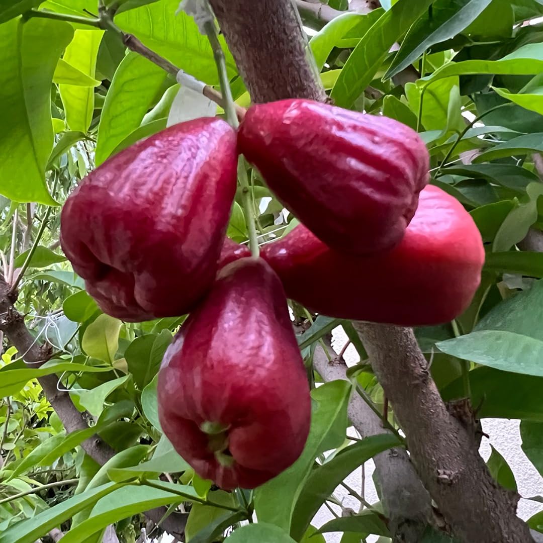 Red Jamrul Grafted Fruit Plant – Exotic Wax Apple Tree for Indian Gardens - Image 4