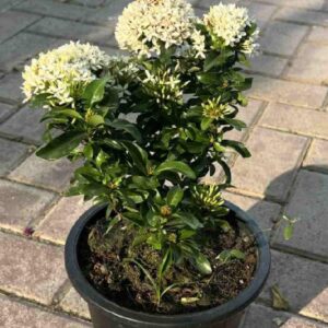 White Ixora Plant – Chethi Thechi Thetti White Flowering Live Plant with Grow Bag