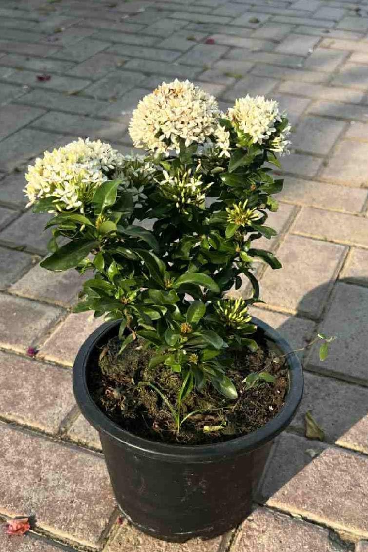 White Ixora Plant – Chethi Thechi Thetti White Flowering Live Plant with Grow Bag