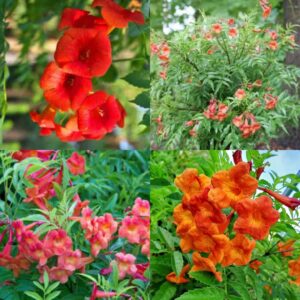 Red Tecoma Tropical Flowering Plant | Tecoma capensis (Cape Honeysuckle) Live Flowering Plant for Home Garden