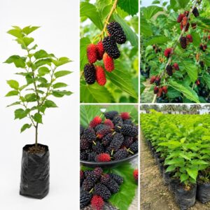 Mulberry Hybrid Plant | Black Mulberry Live Plant | Short Type Fruit Tree for Home Garden