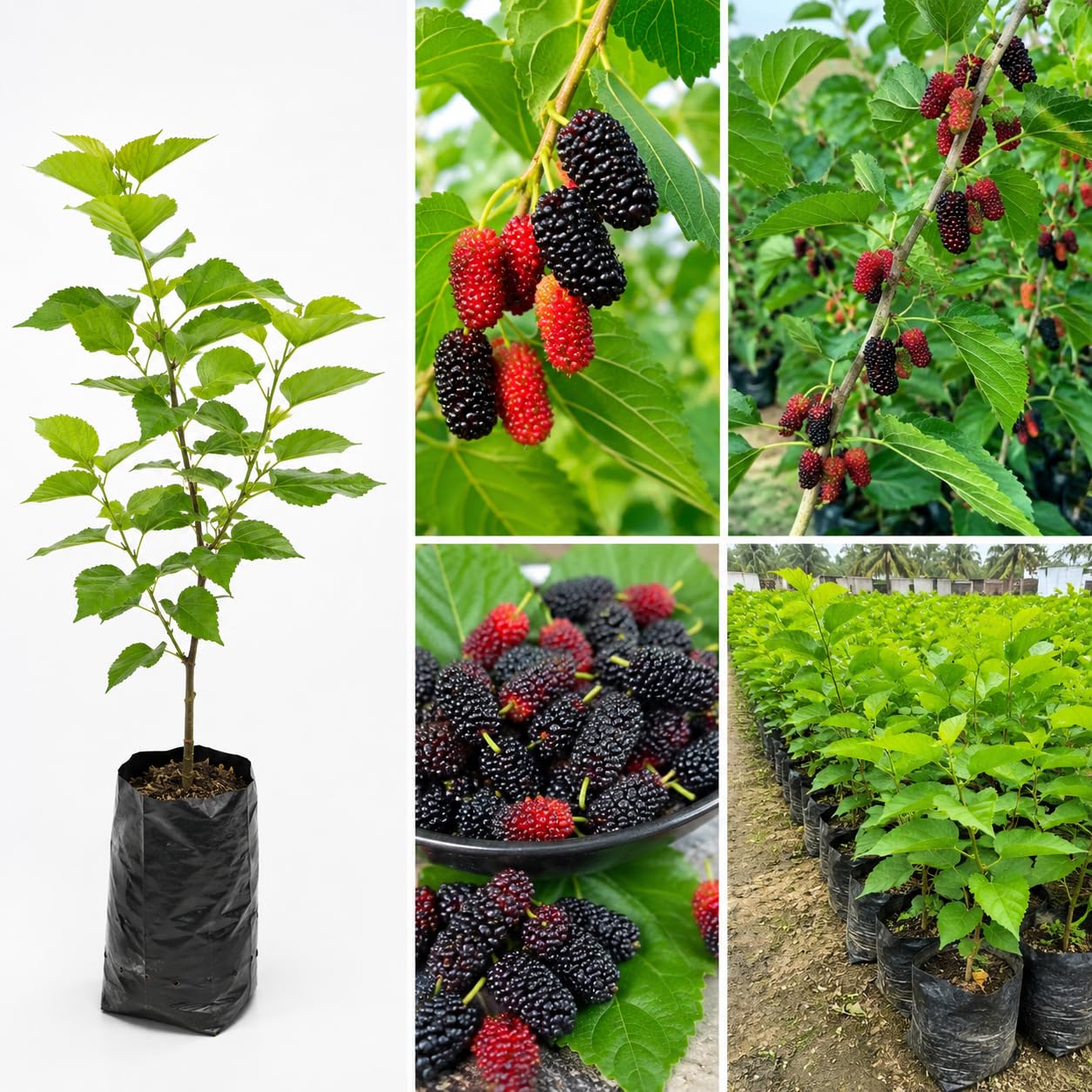 Mulberry Hybrid Plant | Black Mulberry Live Plant | Short Type Fruit Tree for Home Garden