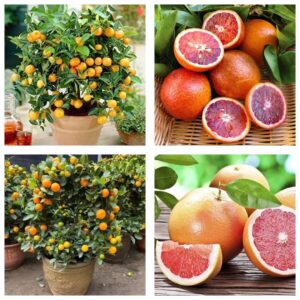 Orange Malta Hybrid Plant | Citrus × sinensis Premium Sweet Malta Orange Live Fruit Plant for Home Garden