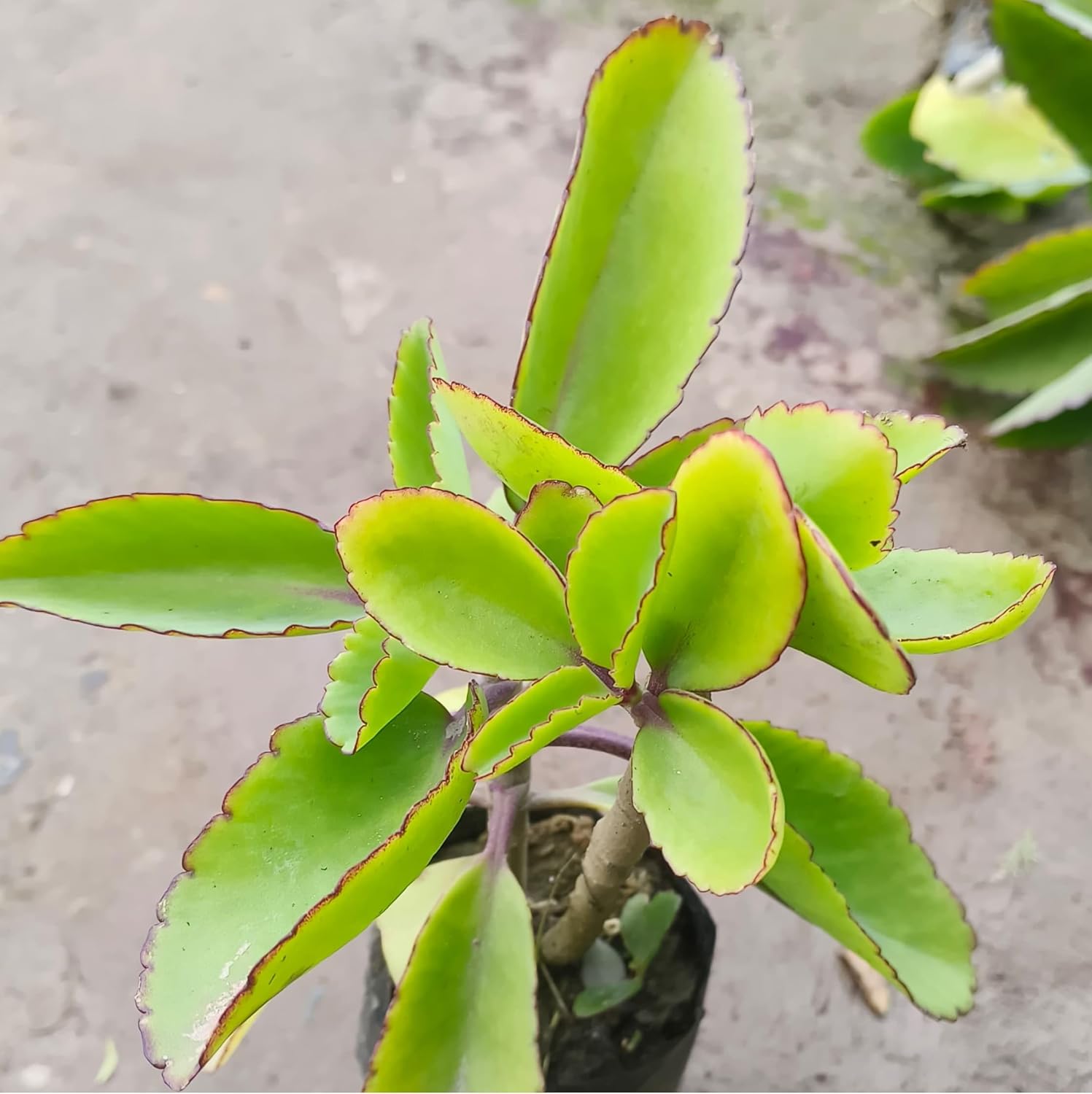 Pattarchatta (Miracle Leaf) – A Hardy & Easy-to-Grow Succulent Plant for Home garden - Image 3