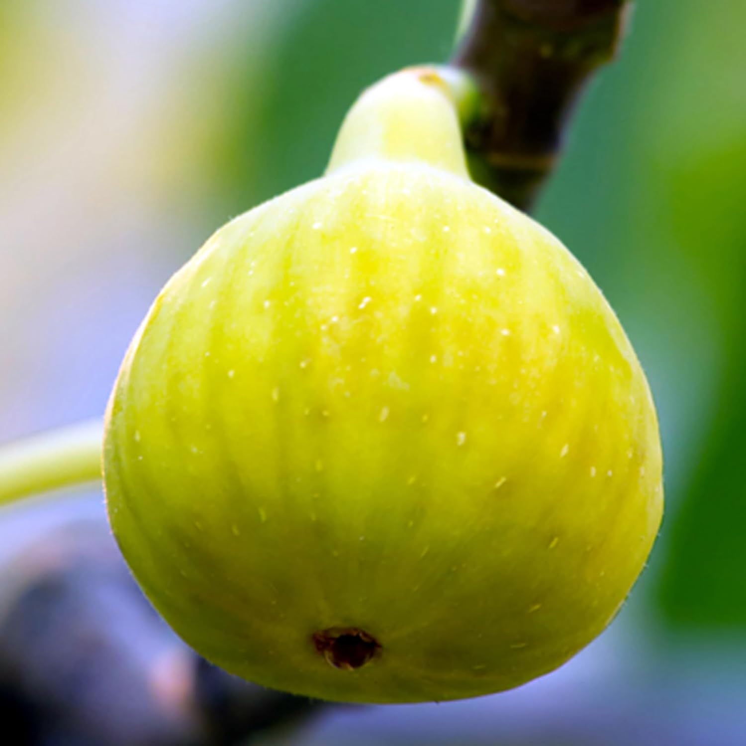 Yellow Fig (Anjeer) Grafted Fruit Plant | Ficus carica Premium Live Sweet Fig Tree for Home Garden - Image 4