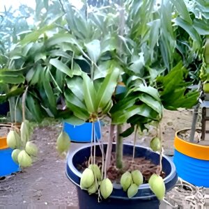 Sweet Bombay Green Mango Plant (Grafted) | Mangifera indica Premium Indian Variety Live Fruit Plant | Fruiting in 1–2 Years*