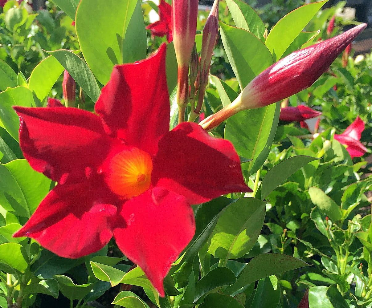 Red Mandevilla Flower Plant – Elegant Tropical Climber with Stunning Red Blooms with pot - Image 4