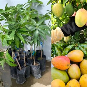 Sukul Mango Grafted Fruit Plant – High Yield Sweet Mango Variety