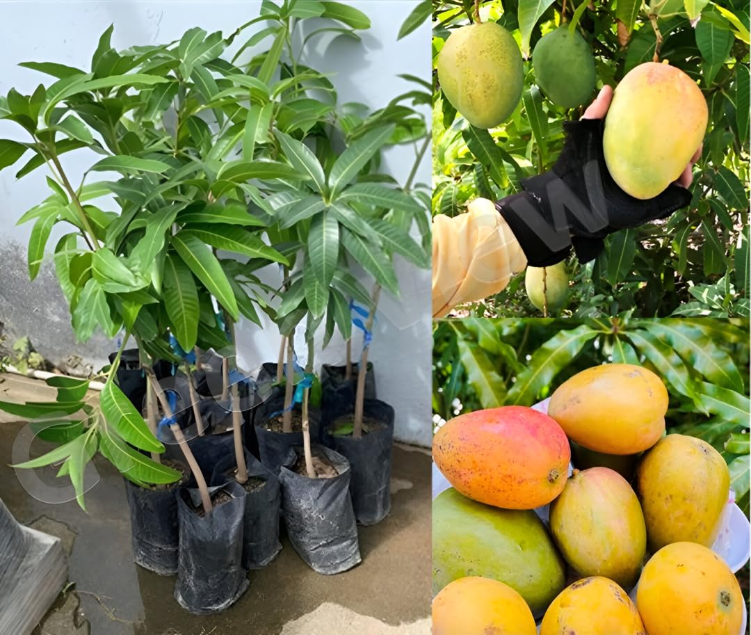 Sukul Mango Grafted Fruit Plant – High Yield Sweet Mango Variety