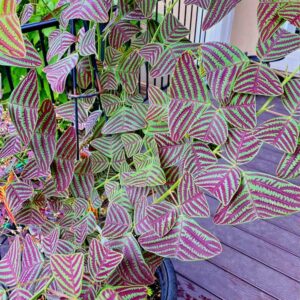 Butterfly Indoor Plant – Rare Christia obcordata Ornamental Plant