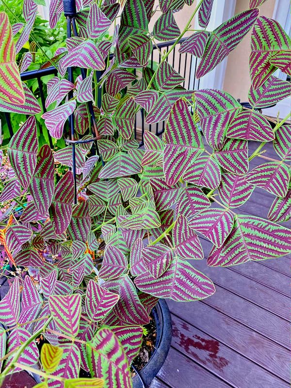 Butterfly Indoor Plant – Rare Christia obcordata Ornamental Plant
