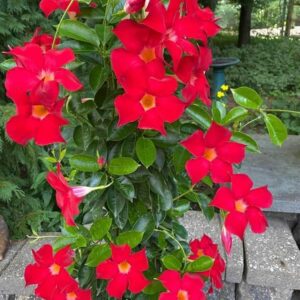 Red Mandevilla Flower Plant – Elegant Tropical Climber with Stunning Red Blooms with pot