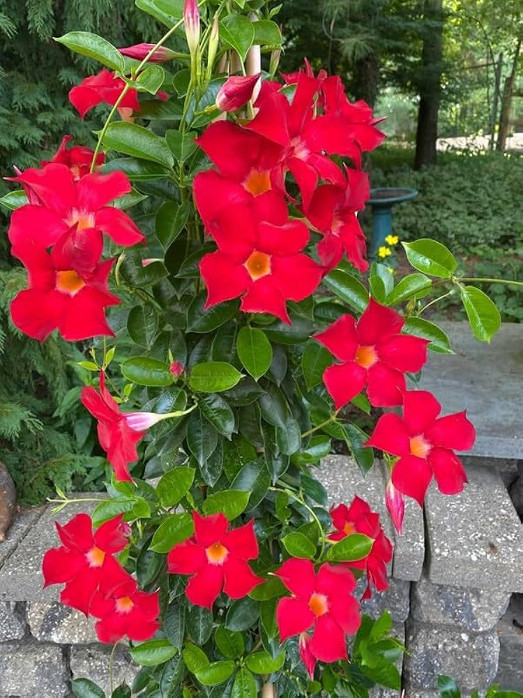 Red Mandevilla Flower Plant – Elegant Tropical Climber with Stunning Red Blooms with pot