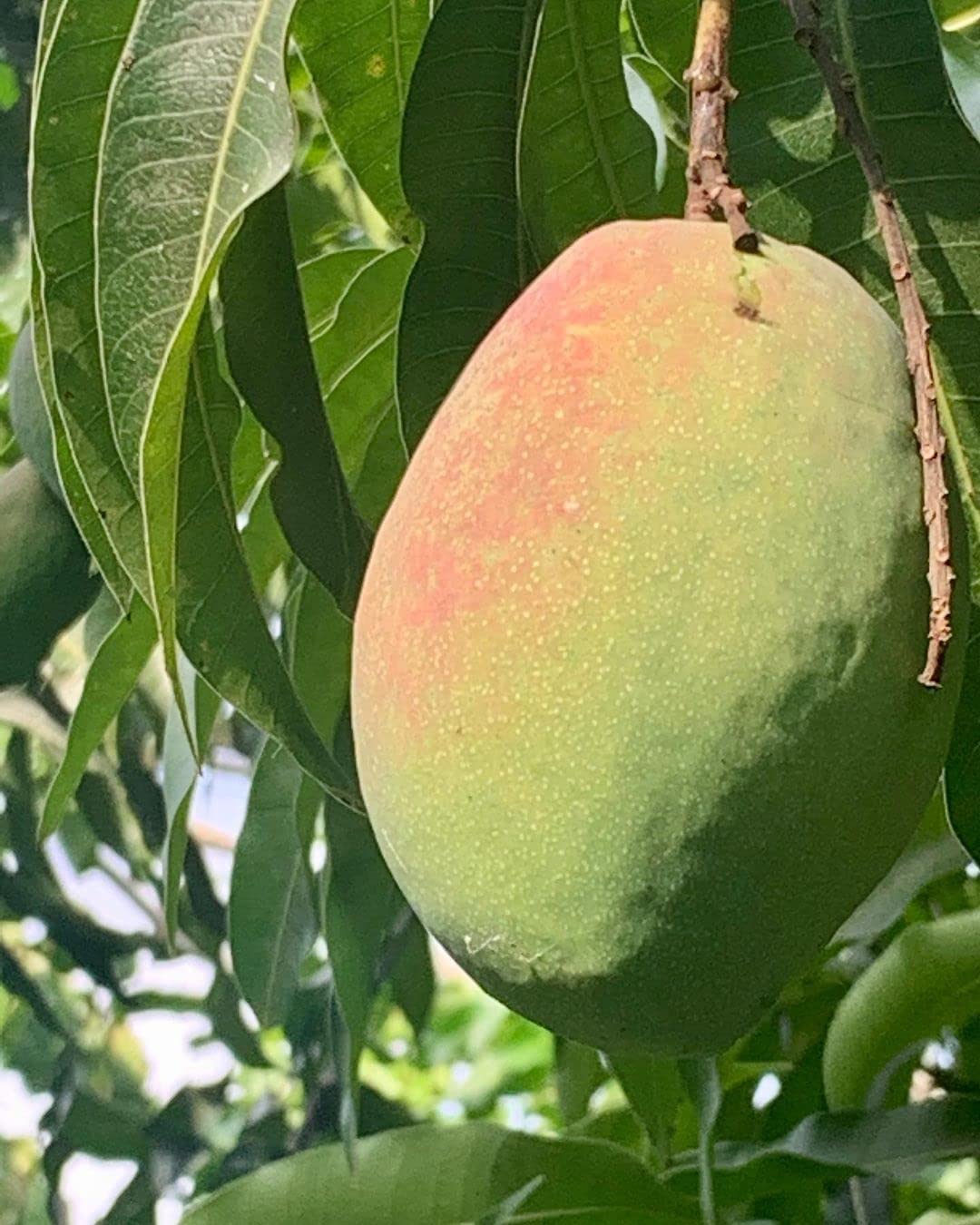 Cogshall Mango Grafted Plant – Mangifera indica | Premium Mango Fruit Plant for Home Garden - Image 4