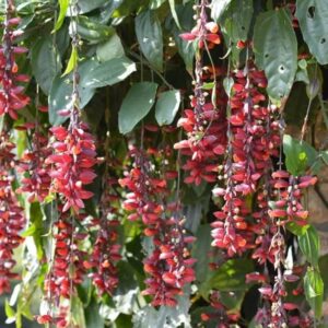 Basor Lata (Thunbergia Coccinea) Vine Flower– A Rare & Exotic Flowering Vine