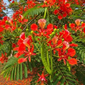 Gulmohar Plant | Delonix regia Live Flame Tree for Home Garden & Landscaping