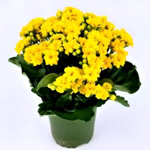 Yellow Kalanchoe Plant – Live Yellow Flowering Succulent with Pot | Indoor & Outdoor Plant