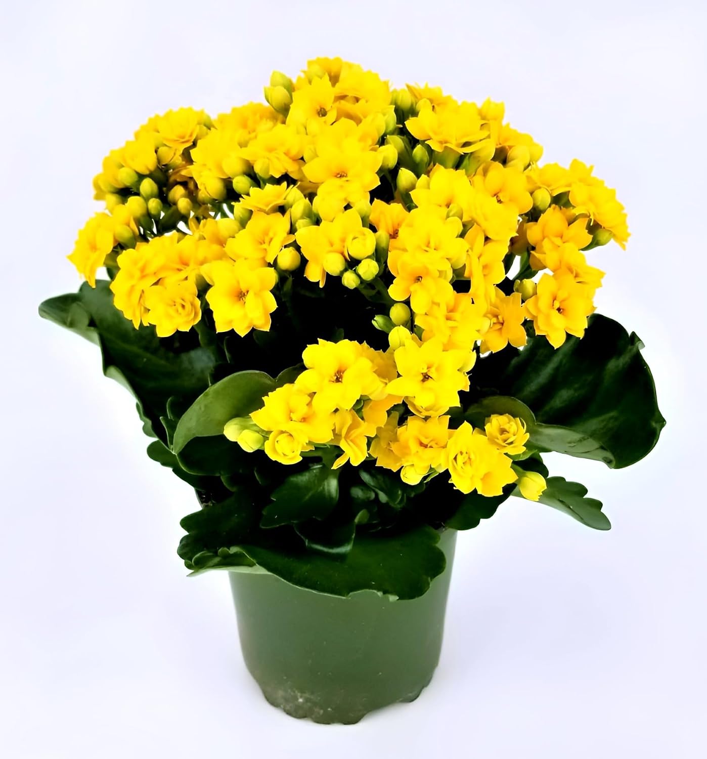 Yellow Kalanchoe Plant – Live Yellow Flowering Succulent with Pot | Indoor & Outdoor Plant