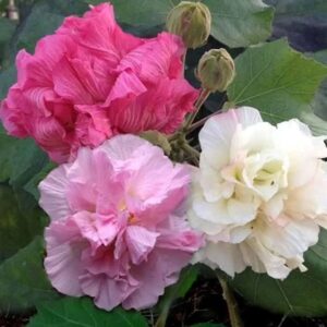 Sthal-padma Changeable Rose - Hibiscus Mutabilis plant for Home Garden (স্থলপদ্ম গাছ)