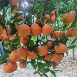 Ram Rangan Orange Plant (Grafted) – Sweet & Juicy Orange Fruit Plant for Home Gardens