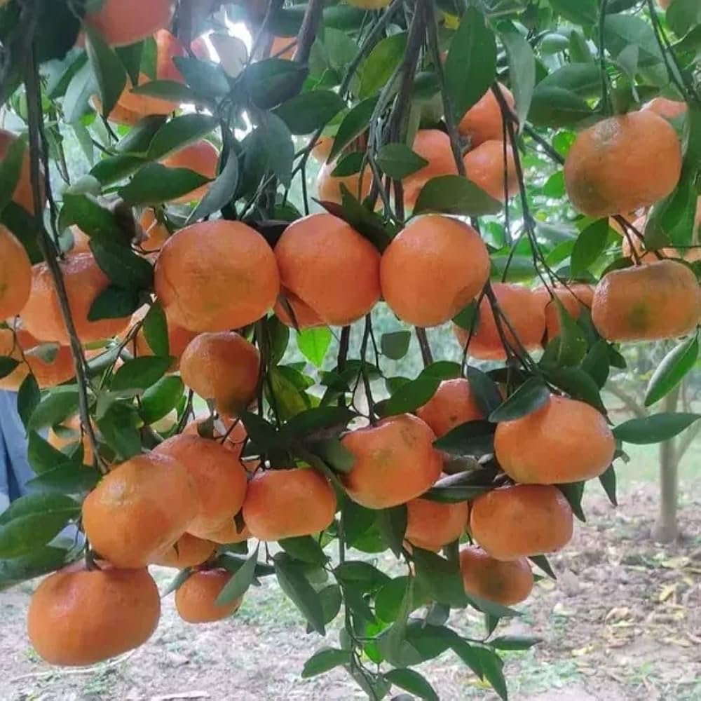 Ram Rangan Orange Plant (Grafted) – Sweet & Juicy Orange Fruit Plant for Home Gardens