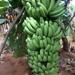 Grand Naine G9 Banana Tissue Culture Plant | G9 Banana Fruit Plant | Healthy Live Plant