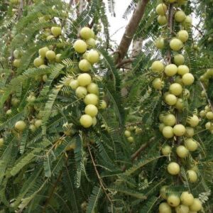 Green Amla (Indian Gooseberry) Grafted Plant | Phyllanthus emblica Premium Healthy Live Fruit Plant for Home Garden