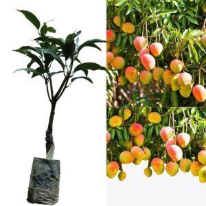 Ratnagiri Mango Grafted Healthy Fruit Plant | Mangifera indica Premium Alphonso Mango Live Plant for Home Garden