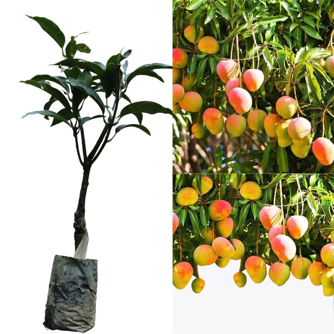 Ratnagiri Mango Grafted Healthy Fruit Plant | Mangifera indica Premium Alphonso Mango Live Plant for Home Garden