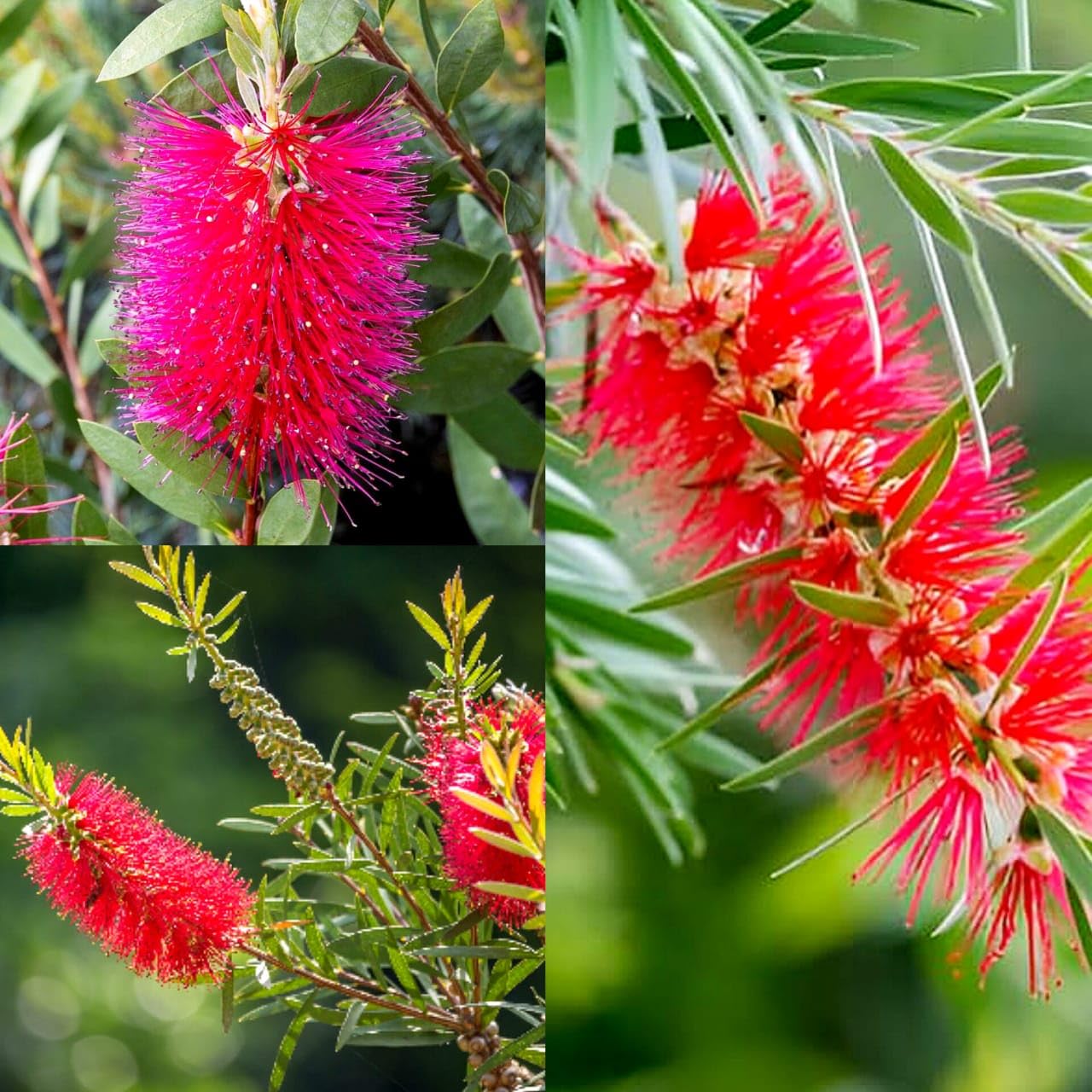 Bottle Brush Flower Live Plant | Callistemon citrinus Red Bottlebrush Flowering Plant for Home Garden - Image 2