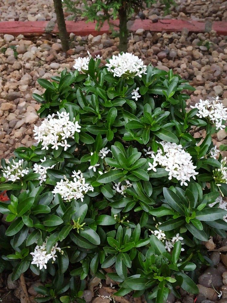 White Ixora Plant – Chethi Thechi Thetti White Flowering Live Plant with Grow Bag - Image 5